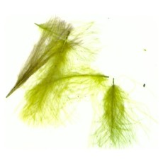 Caddis Green